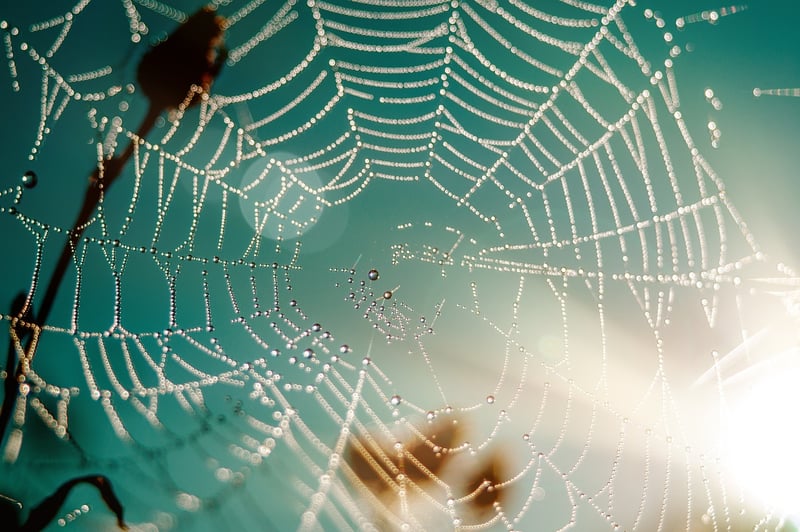 Dark Web